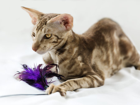 Close-up portrait of cute oriental breed cat playing with toy on white background.の写真素材