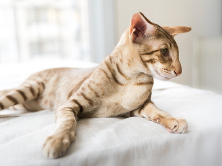 Closeup half-face portrait of cute oriental purebreed small kitten lying on bed and looking to right sideの写真素材