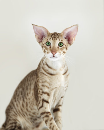 Portrait of cute oriental purebreed young cat kitten sitting and looking camera on white backgroundの写真素材