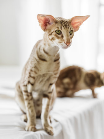 Portrait of cute oriental purebreed cat sitting on bedの写真素材