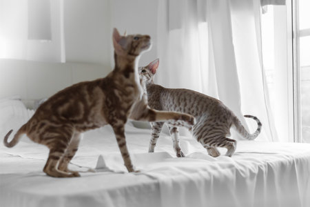 Two cute oriental breed cats playing in bedroomの写真素材