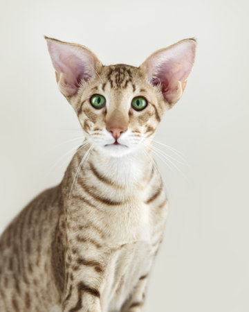 Portrait of beautiful young oriental purebreed kitten cat sitting and looking into camera on white backgroundの写真素材