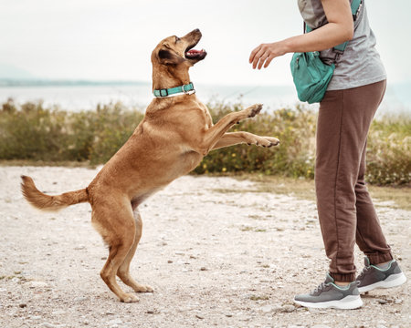 Portrait of cute outbred happy jumping dog jumping and playing with its owner on sea coast outsideの写真素材