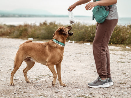 Portrait of cute outbred happy jumping dog playing with its owner on sea coast outsideの写真素材