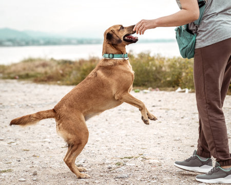 Portrait of cute outbred happy jumping dog playing with its owner on sea coast outsideの写真素材