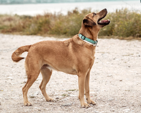 Portrait of cute outbred happy big dog playing and waiting for command on sea coast outsideの写真素材