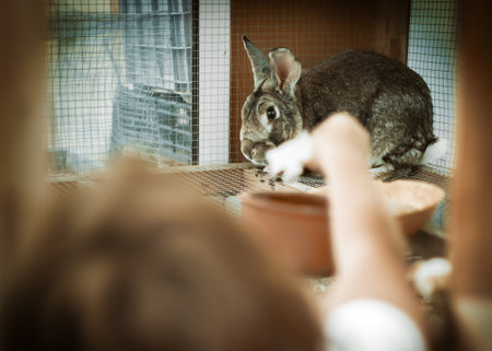 Child feeding rabbit sitting in hutch on farm. Closeup of child hand giving food to animalの写真素材