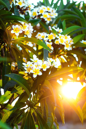 Close-up white and yellow plumeria flowers with leaves in the sunset shining rays. Branches of flowering frangipani treeの写真素材