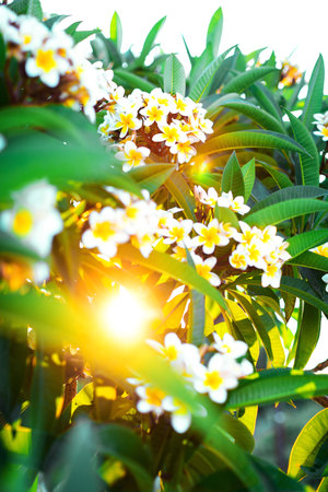 Close-up white and yellow plumeria flowers with leaves in the shining rays of setting sun. Branches of flowering frangipani treeの写真素材