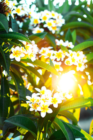 Beautiful white and yellow plumeria flowers with leaves in the shining sun rays. Branches of flowering frangipani tree natural background.の写真素材