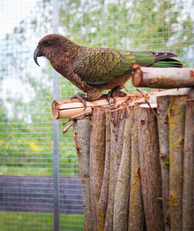 Kea parrot looking left sitting on high wooden platform in aviary with garden background
