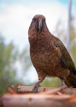 Kea parrot looking in camera sitting on wooden platform in garden parkの写真素材