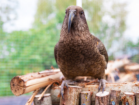 Portrait one kea parrot resting on wooden perch in aviary with green garden backgroundの写真素材