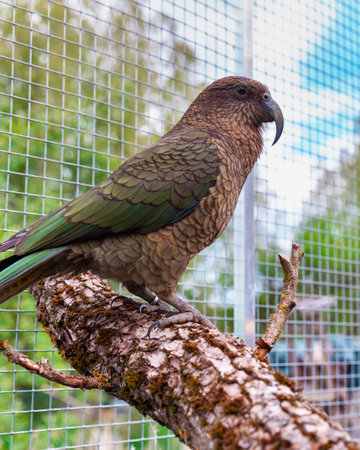 Close-up bird portrait kea parrot sitting on wooden perch in aviary with green summer garden backgroundの写真素材
