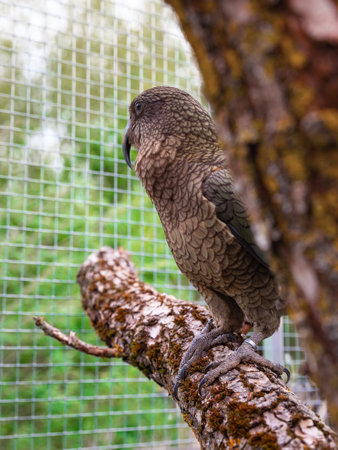 Kea Parrot Peeking from Behind Tree Trunk in Aviaryの写真素材