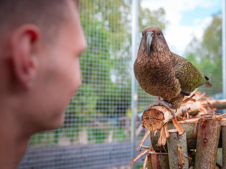 Kea Parrot on Wooden Perch with Breeder in Naturalistic Aviaryの写真素材