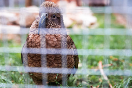 Kea parrot sitting on green grass in aviary behind metal mesh, naturalistic captive breeding.の写真素材