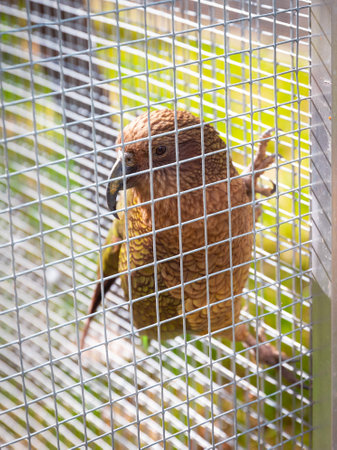 Close-up portrait Kea parrot sitting in aviary behind metal mesh, naturalistic captive breeding....