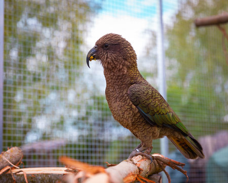Kea parrot looking left sitting resting on wooden perch in aviary with garden background