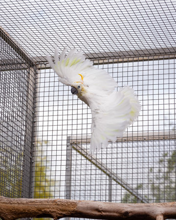 White Cockatoo Flying with Wings Spread in Aviaryの写真素材