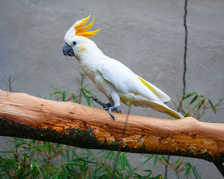 White cockatoo stepping on natural perch inside aviaryの写真素材