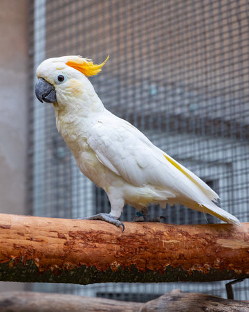 White cockatoo walking on wooden branch inside aviaryの写真素材