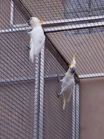 Cockatoos Gripping Aviary Mesh in Spacious Outdoor Enclosureの写真素材