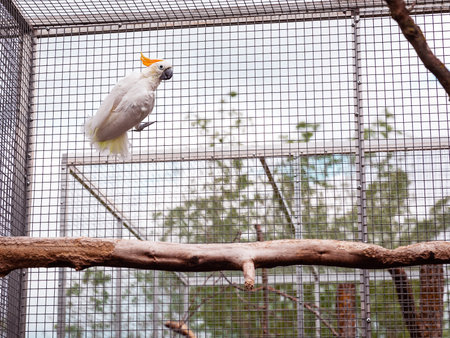 Frightened white cockatoo gripping metal mesh in aviaryの写真素材