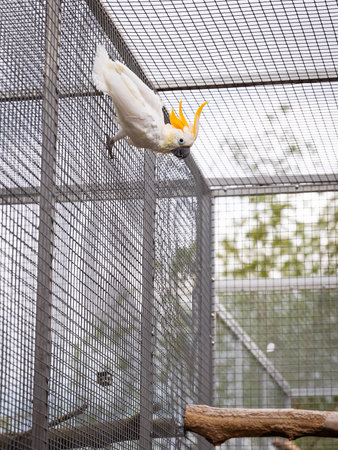 White cockatoo inside aviary in garden settingの写真素材