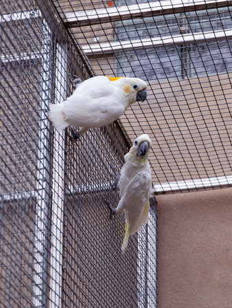 Cockatoo Pair Clinging to Aviary Wire Outdoorsの写真素材