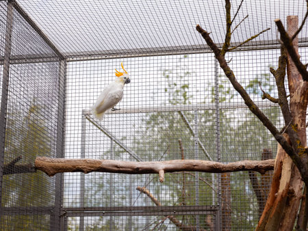 White cockatoo perched on wire meshの写真素材