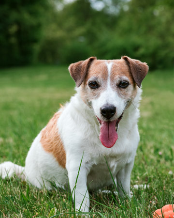 Jack Russell Terrier Portrait Sitting by Ball on Green Grassの写真素材