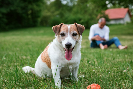 Happy Jack Russell Terrier Sitting Calmly by Ball with Owner Nearbyの写真素材