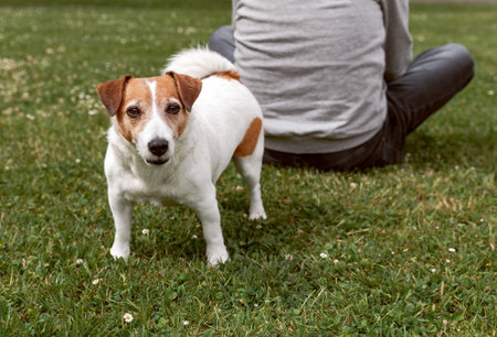Dog standing behind senior man sitting on grass looking at cameraの写真素材