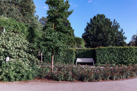 Park landscape with bench and walking path in Rosengarten Coburgの写真素材