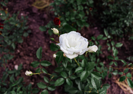 Elegant white rose blossom close-up in Rosengarten Coburgの写真素材