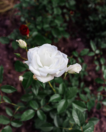 Close-up of white rose with buds blooming in Rosengarten Coburgの写真素材