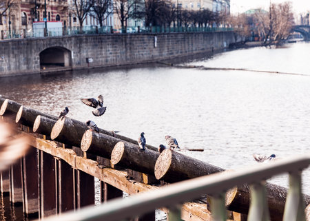 Urban Birds on Wooden River Barriers in Historic Pragueの写真素材