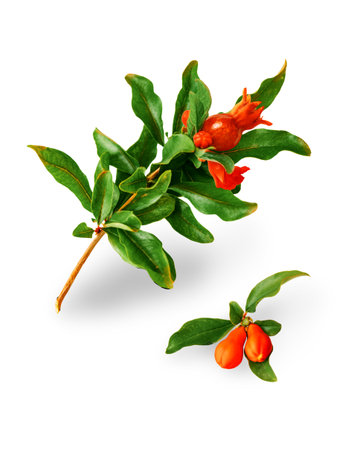 PNG botanical illustration of a pomegranate branch with green leaves and blooming flower bud. Isolated clipart for packaging, eco design, food labels, herbal themes, and natural cosmetics.の写真素材