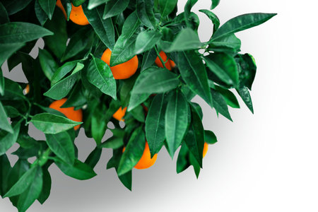 PNG botanical illustration of an orange tree branch with ripe fruits and green leaves. Isolated clipart for packaging, healthy food design, eco labels, natural products, and summer themes.の写真素材