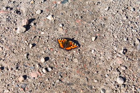butterfly Admiralの写真素材