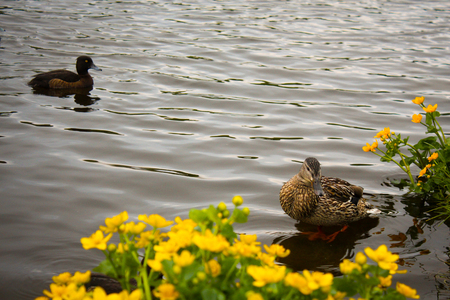 Gray ducks swim on the lakeの写真素材