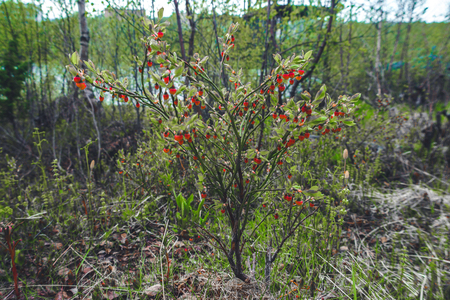 Blooming blueberry Bush in the summerの写真素材