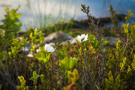 Blooming cloudberries in the North, North grass, summer in the tundraの写真素材
