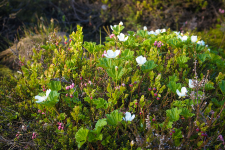 Blooming cloudberries in the North, North grass, summer in the tundraの写真素材
