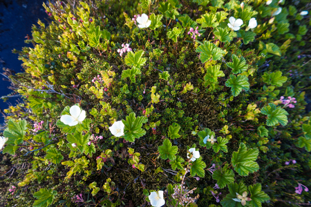 Blooming cloudberries in the North, North grass, summer in the tundraの写真素材