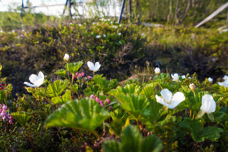 Blooming cloudberries in the North, North grass, summer in the tundraの写真素材