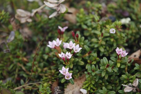 Pink flowers on the grass in the Northの写真素材