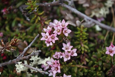 Northern flowers in the hills in the mossの写真素材