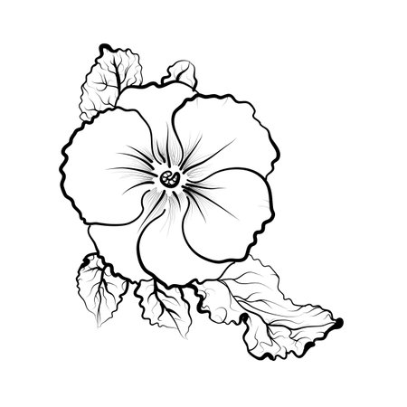 hand drawing of a primrose flower vectorのイラスト素材